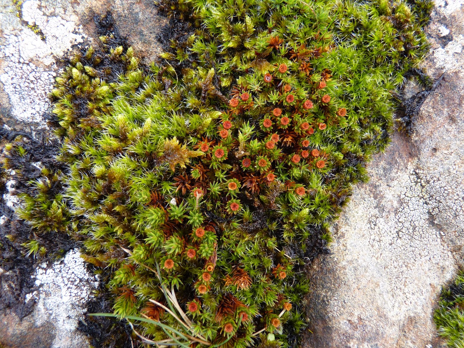 Islay Natural History Trust Juniper Haircap Moss