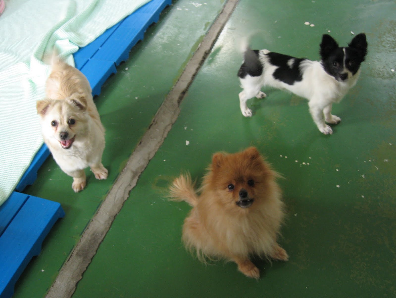 Dog Adoption Centers Incalifornia dog adoption centers incalifornia