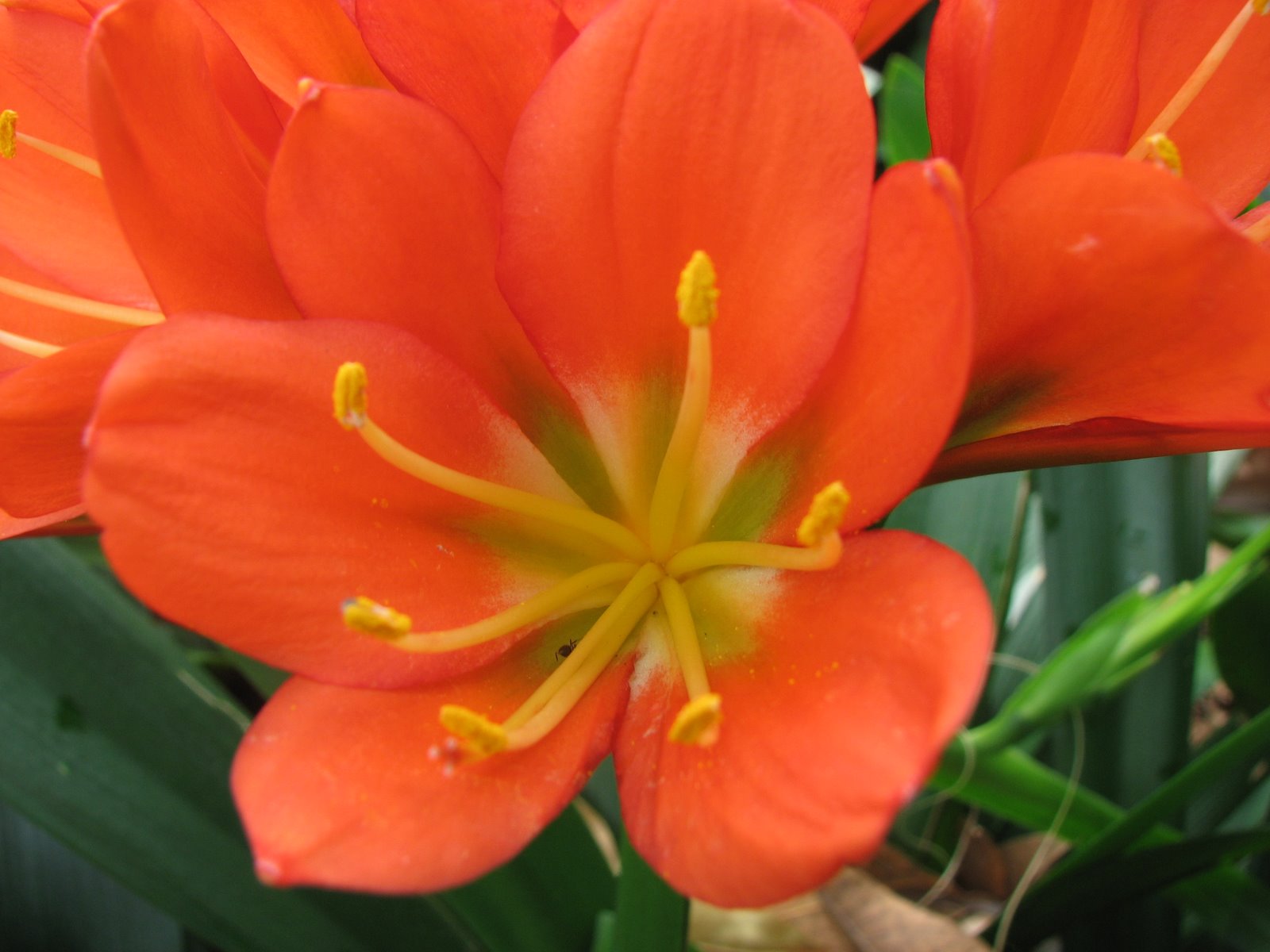 Plant Photography Clivia miniata Orange Flowers
