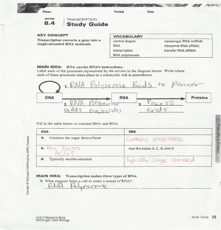 Worksheets Dna Transcription And Translation Worksheet transcription worksheet workbook site dna and translation transcription