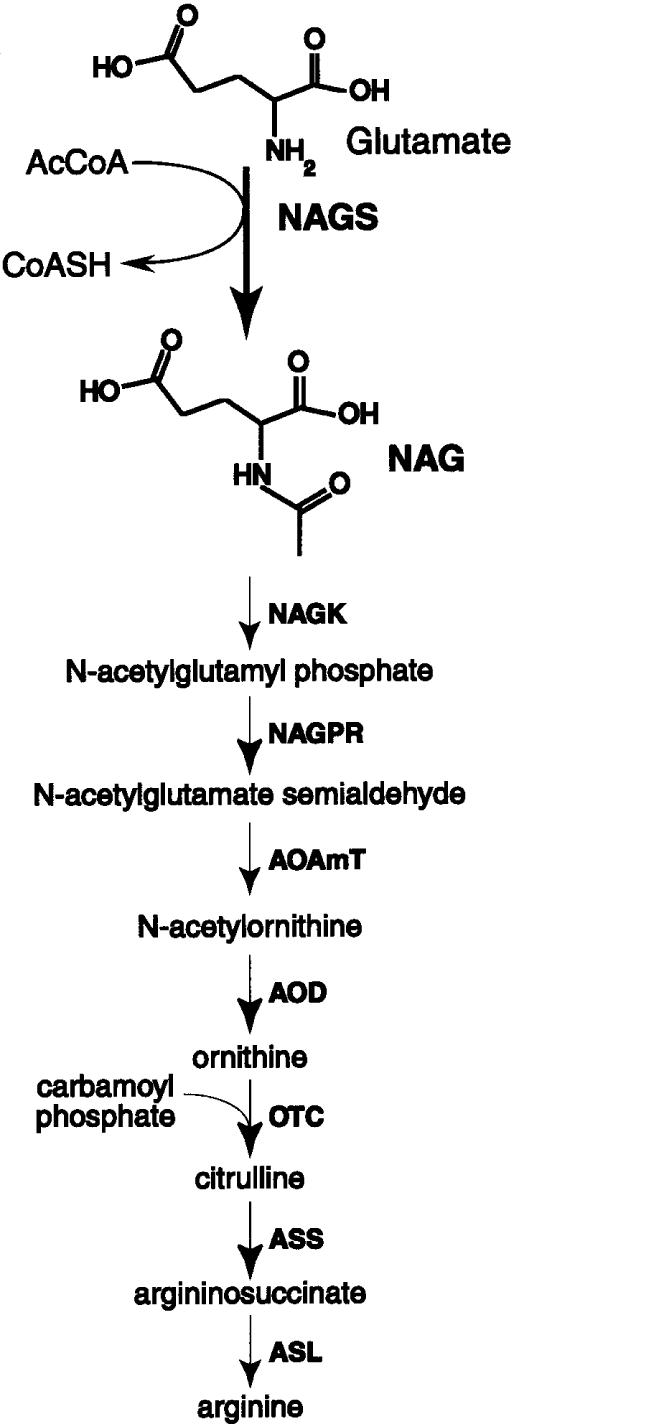 Getting to Know Your Amino Acids Arginine