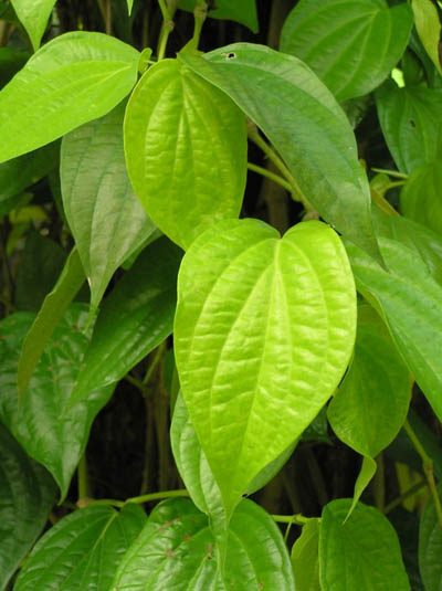 resep obat tradisional pembesar payudara resep obat tradisional pembesar payudara