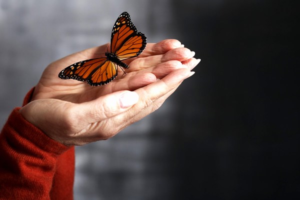 Pink Butterfly Wallpaper HD for Desktop Background