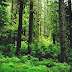 Tropical Rainforest - Rain Forest Biomes