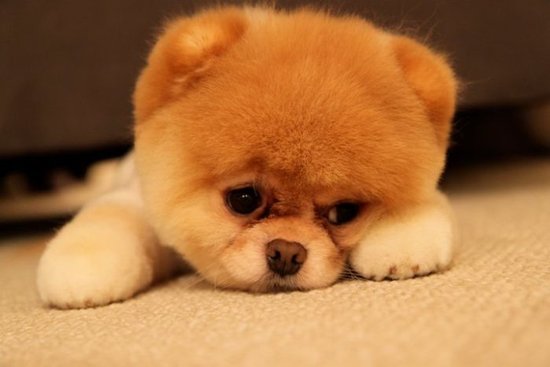 Aclz Boo The Cutest Dog On Earth Cimorelli Isn T It The Cutest Thing Alive Just Me This Pomeranian And I Ll Love You Till