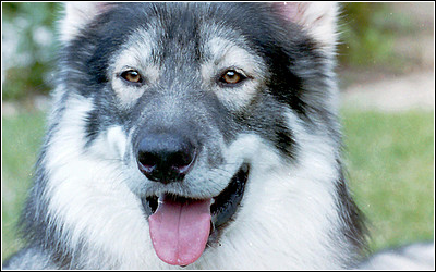 Northern Inuit Breed Standard ~ Wolf Look Alikes