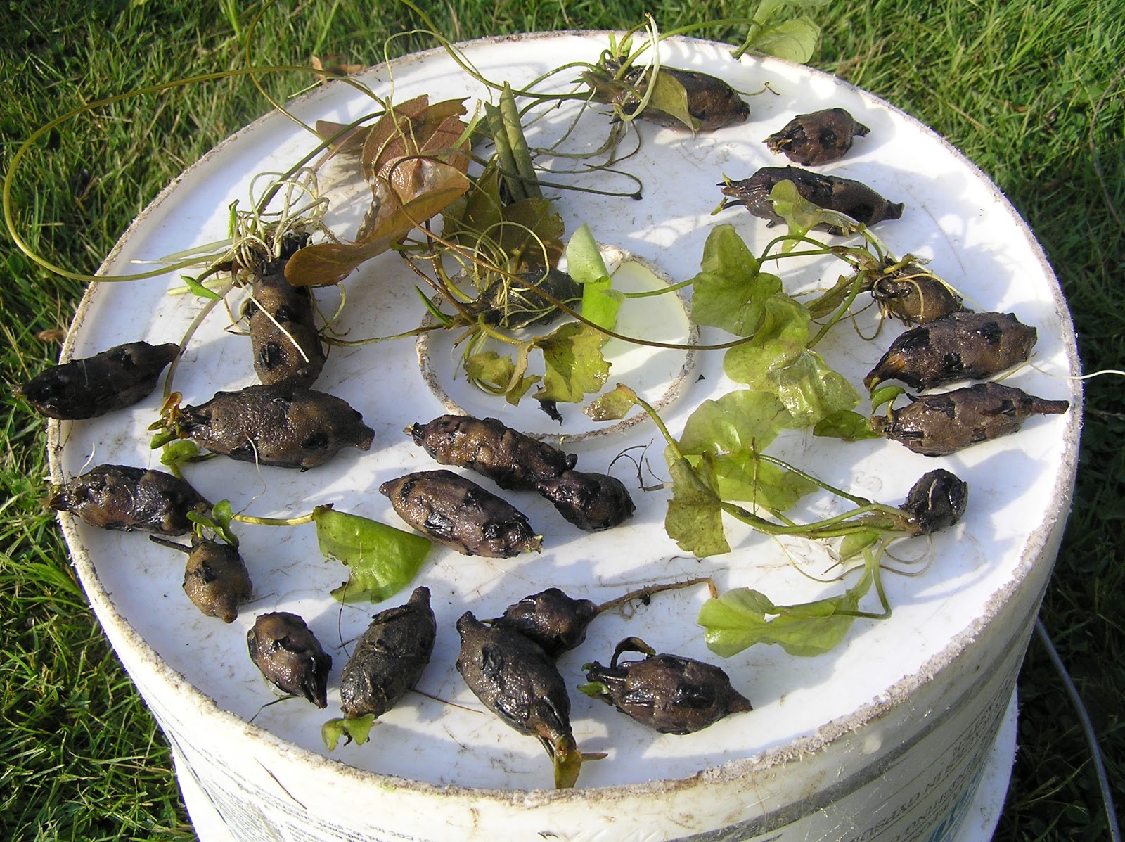 Rare Edible Root Crops Pond with water lotus and water lily.