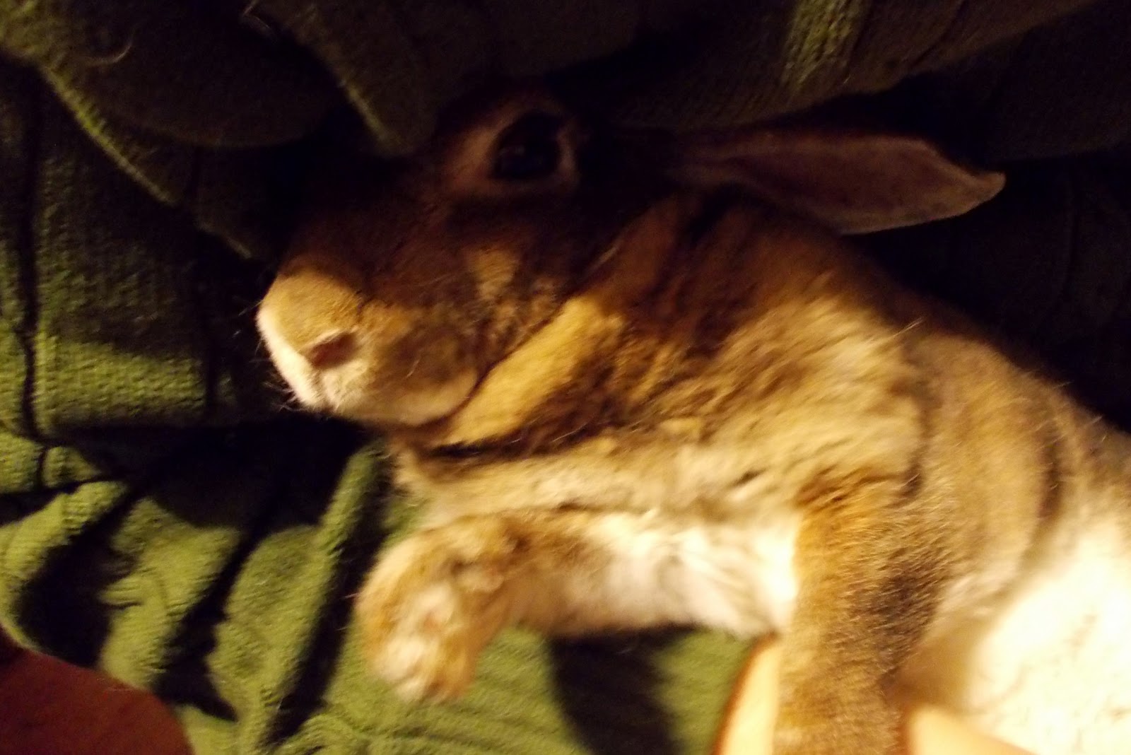 Lally Broch Farm: A Maine Family Homestead: Cleaning Brighid's Scent Glands