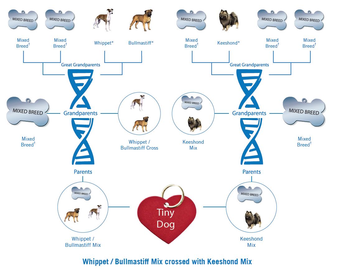 dog family tree