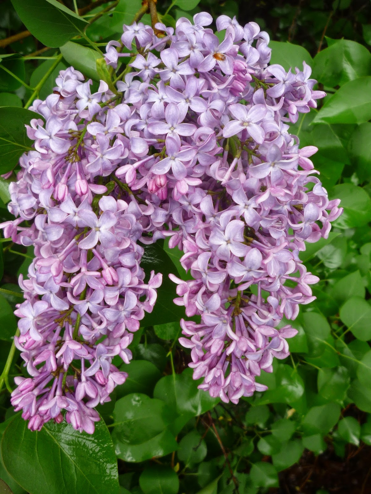 Lilacs on Memorial weekend. South Burlington, Vermont South