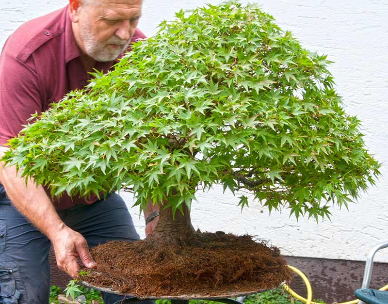Walter Pall Bonsai Adventures Japanese maple 13