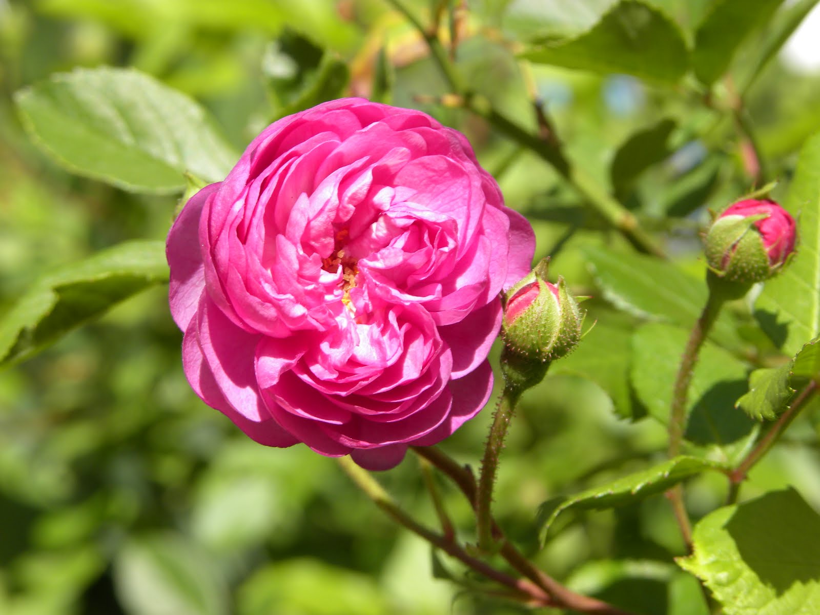 Red Dirt Roses Vineyard Song