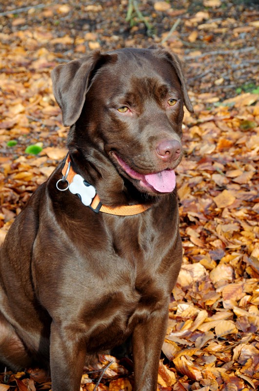 Companion Animal Psychology Are All Labrador Retrievers the Same?