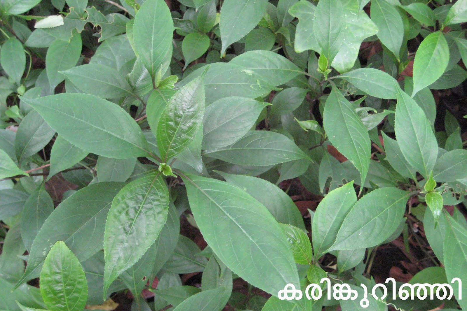Ayurvedic Medicinal Plants in Kerala