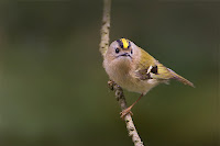Goldcrest Goldcrest