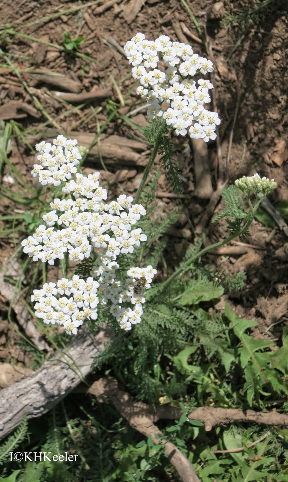 A Wandering Botanist Plant Story Yarrow, Achillea millefolium, a