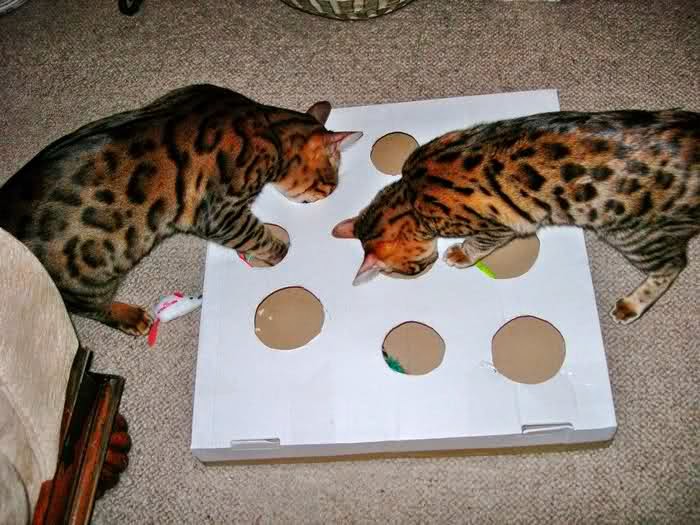 Like-mouse DIY toy for cat