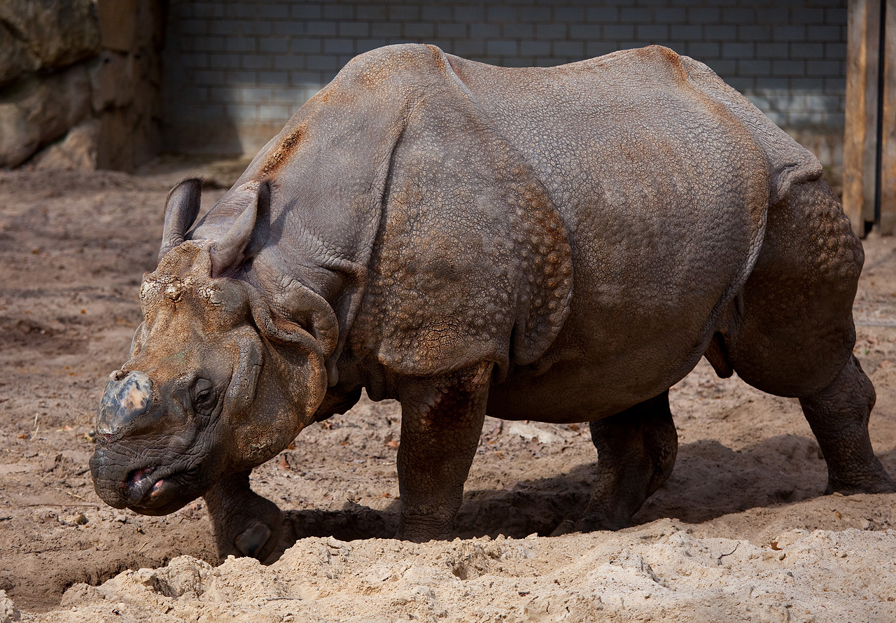 Let's Draw Endangered Species! : ): Rhino, Javan
