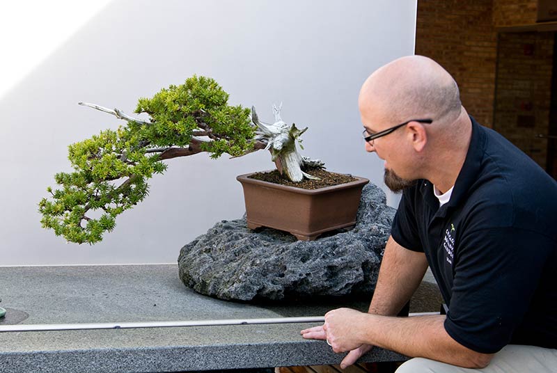 Walter's Travelogues: Chicago Botanic Garden bonsai collection