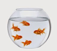 What does analogy mean image