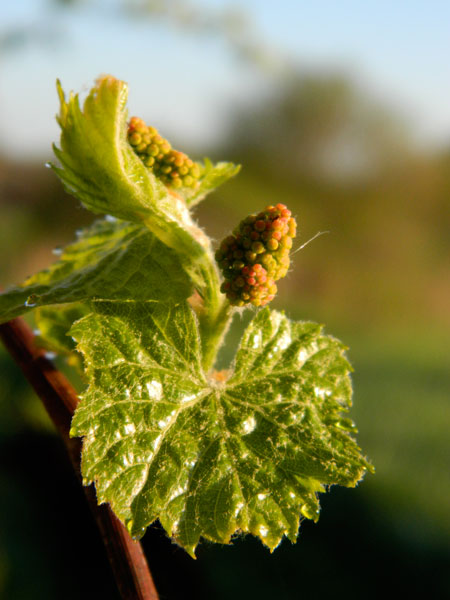 Wild grape - new foliage Wild grape - new foliage