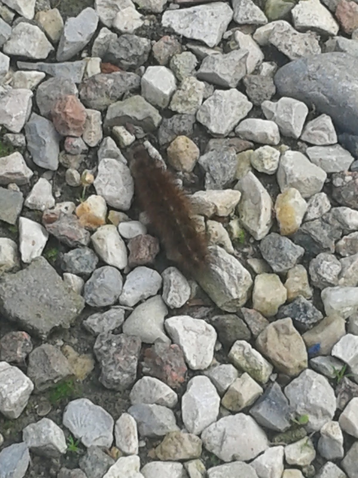 A un lyamblioza di un lyambliya sono trovati in