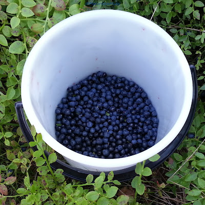 Wild blueberries, Mustikka