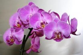 thai massage i nordjylland god thai massage københavn thai massage i nordjylland god thai massage københavn