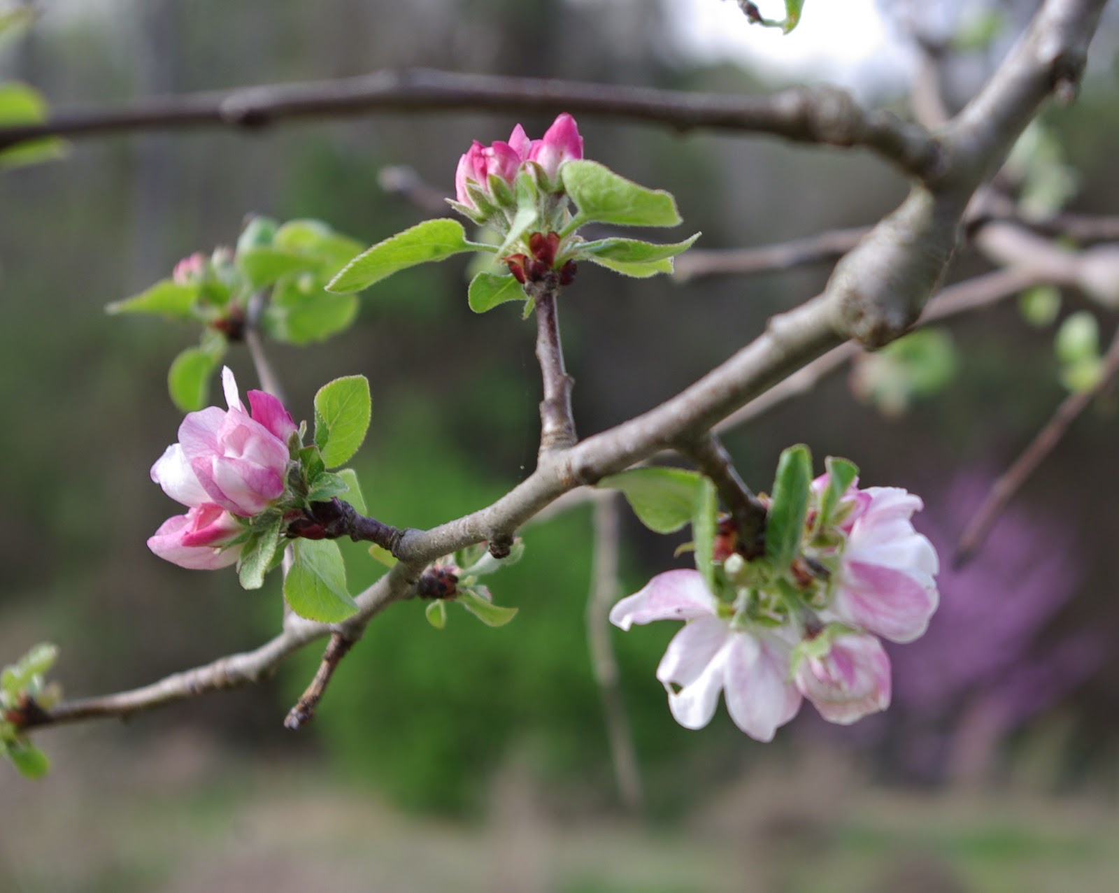 sweetbay Apple Tree Blossoms