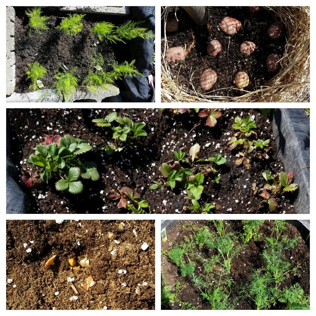 BJ's Plants & Produce