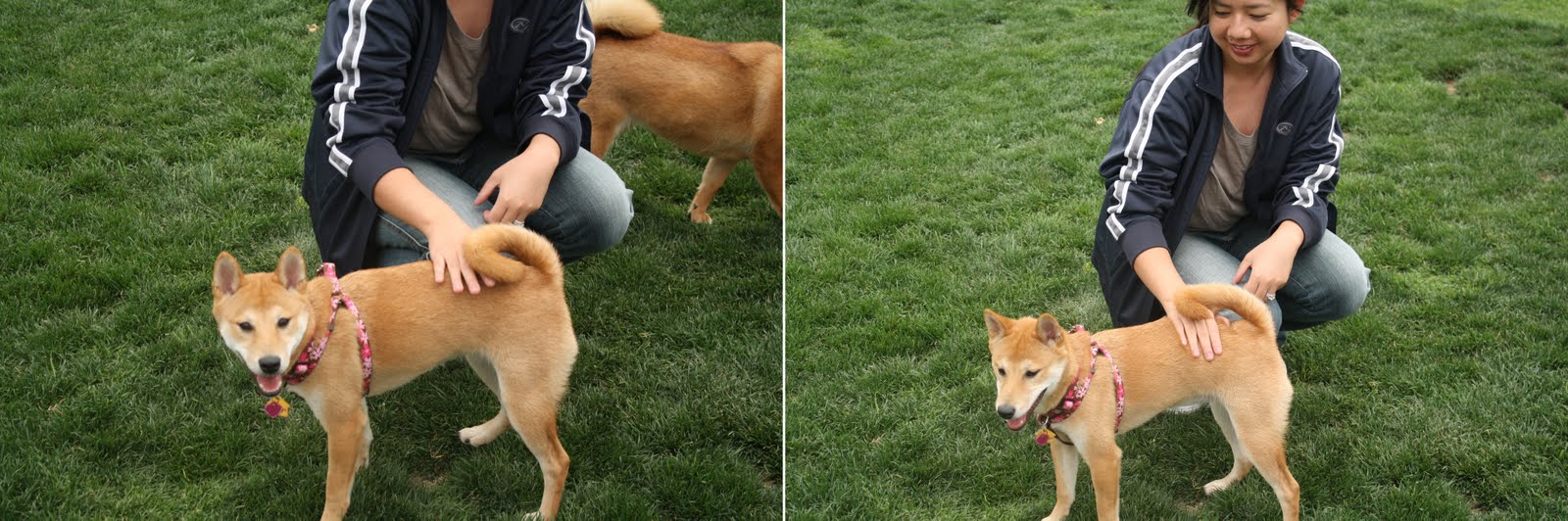 a tale of two tails shiba inu meetup stories shiba size