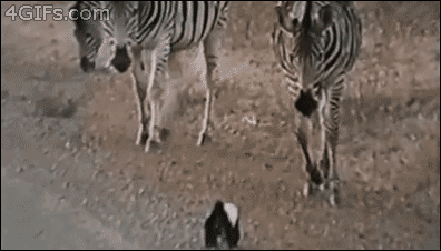 http://4.bp.blogspot.com/-S-zi3NhmsCc/UaSu_CaRXSI/AAAAAAAAjHY/8d4qNujOIQY/s1600/006-funny-animal-gifs-honey-badger-vs-zebra.gif