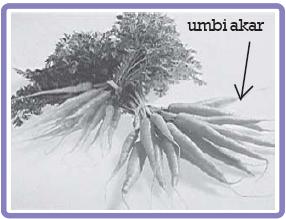 Umbi akar merupakan bagian akar yang membesar karena berfungsi sebagai tempat