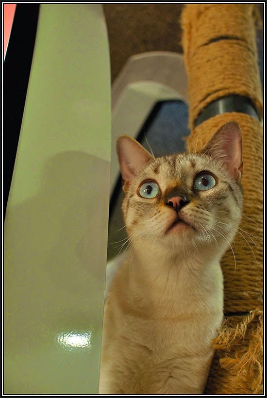 Cats from Seoul South Korea - Traveling Cats - Travel Pictures of Cats