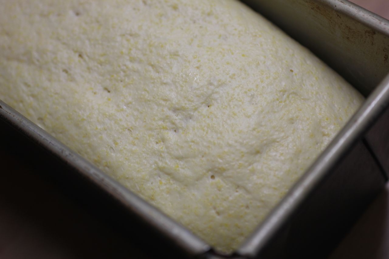 Green Gourmet Giraffe Sourdough polenta cheese bread a recipe for