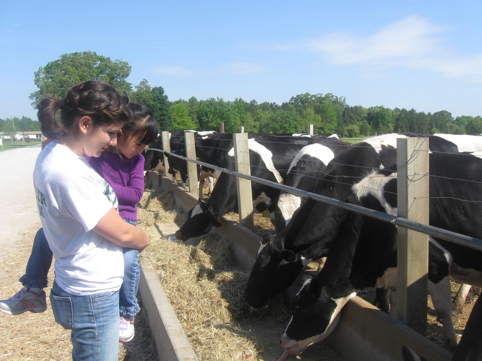 Grace and Glory "does strawberry milk come from strawberry cows?"