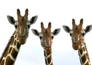 The Giraffe Family!