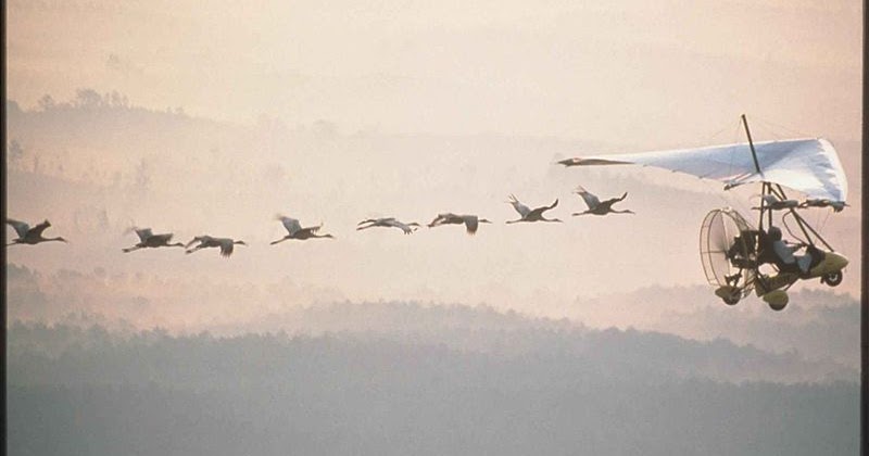 wild birds unlimited photo share whooping crane migration wild birds unlimited photo share whooping crane migration
