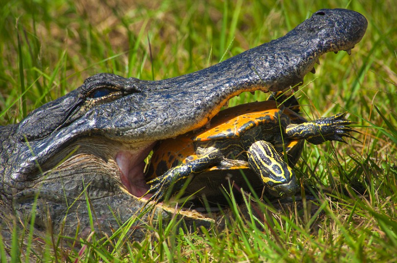 Alligator failing to eat a turtle turtle power
