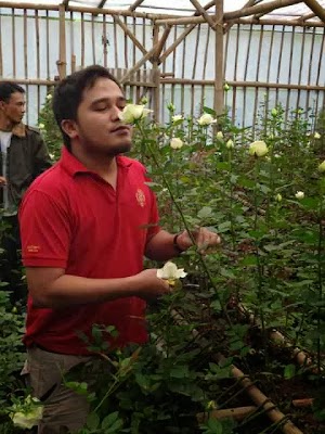 Jual Bunga Mawar Semi Holland Jual Bunga Mawar Semi Holland
