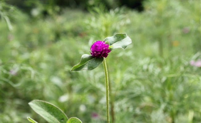 Gomphrena Flowers Pictures Gomphrena Flowers Pictures