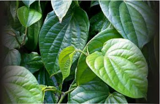 Daun Sirih