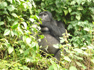 go gorilla trekking on your own - A Wild Mountain Gorilla in Volcanoes National Park Rwanda