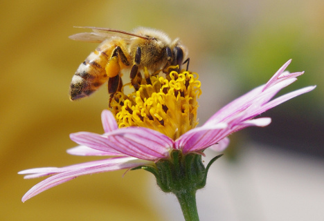 Bildergebnis für தேனீ.