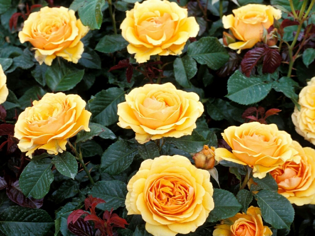 flowers for flower lovers.: Rose HD desktop wallpapers.