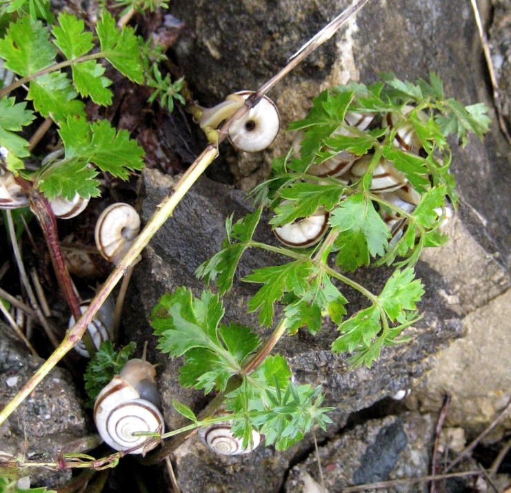 Living Rootless Snails