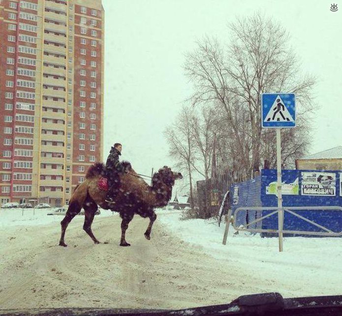 Такое возможно только в России (25 фото)