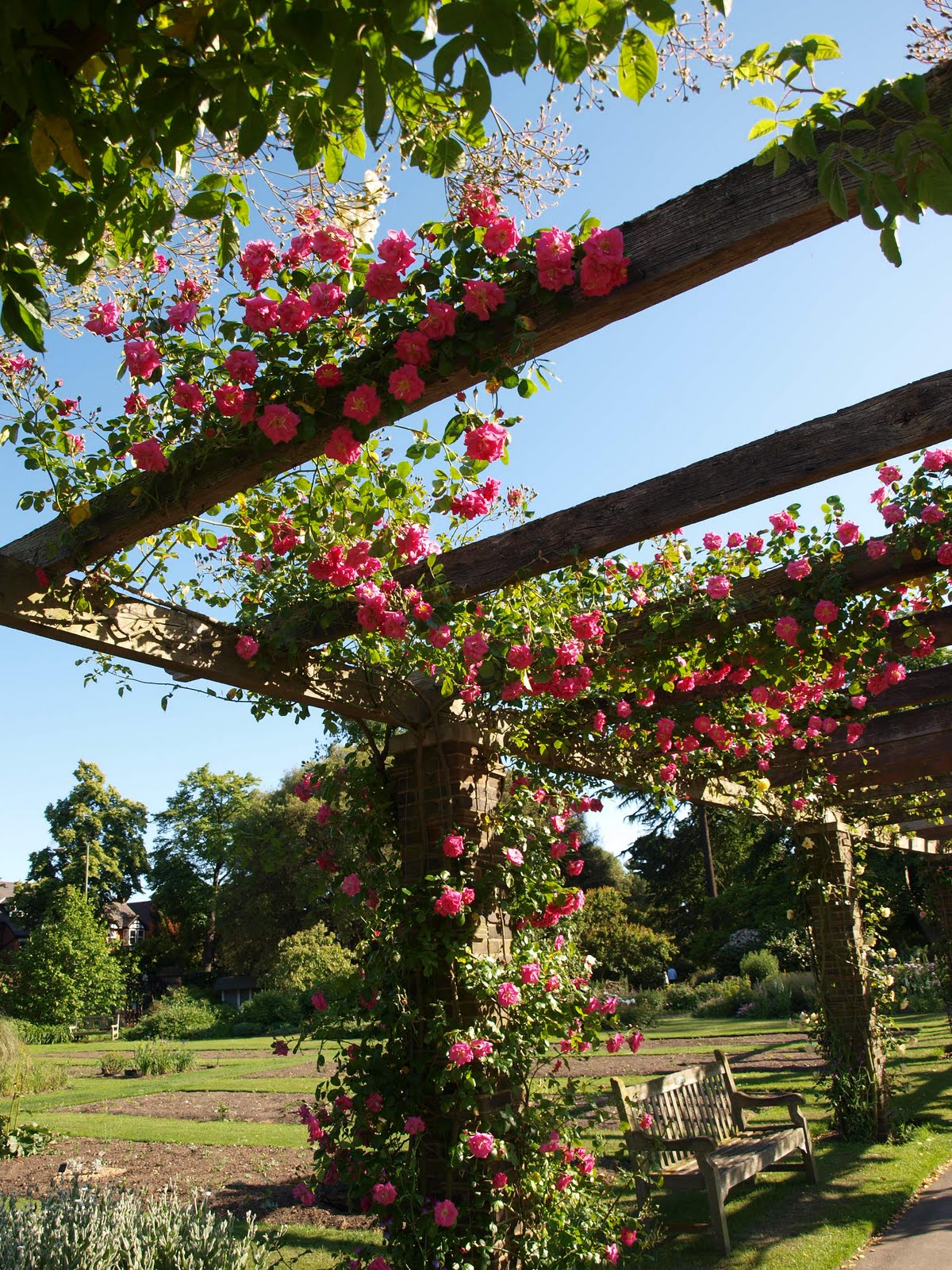My Cottage Garden August 2011