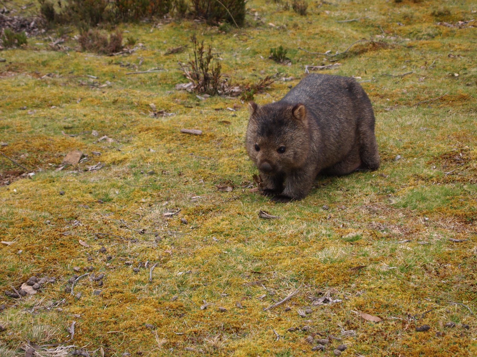 In an Opal Hearted Country Tasmania