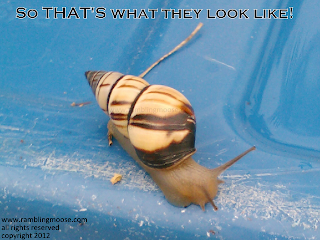 Snail on a Recycle Bin in Wilton Manors, FL 2012 from www.ramblingmoose.com